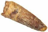 Fossil Spinosaurus Tooth - Real Dinosaur Tooth #322285-1